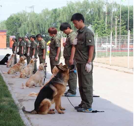 北京派多格宠物美容培训学校